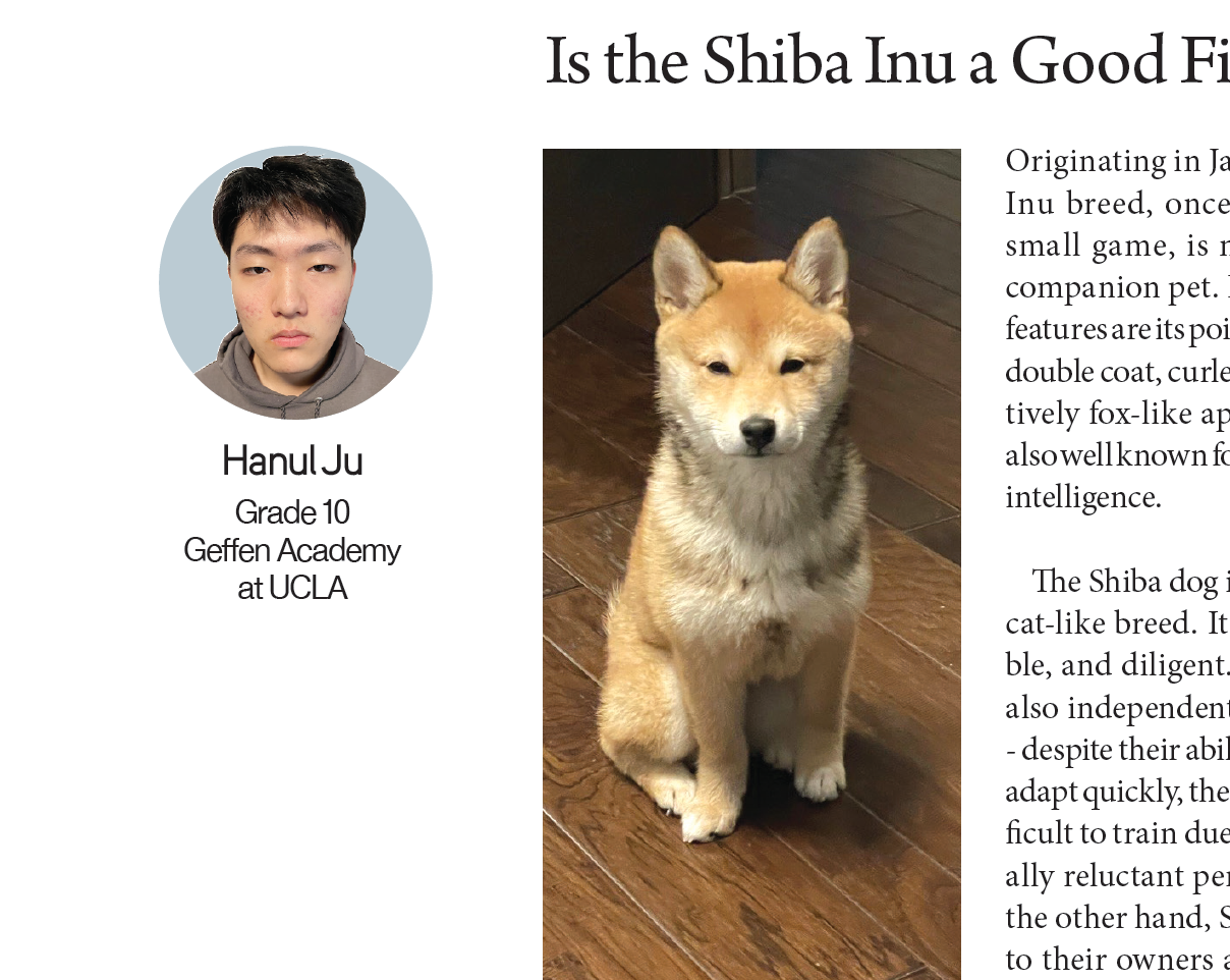 [KD Student Reporters] Is the Shiba Inu a Good Fit for You? (by Hanul Ju)