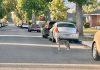 Southern California Coyote Sightings Raise Safety Concerns Southern California Coyote Sightings