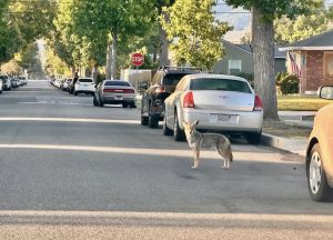 Southern California Coyote Sightings