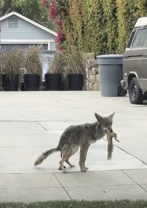 Southern California Coyote Sightings