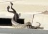 Southern California rattlesnake bites rise as sightings spread Southern California rattlesnake bites