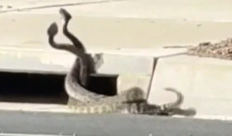 Southern California rattlesnake bites