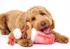 Dunkin Dog Drive Thru Debuts with Plush Toys and Pup Treats! Dunkin Dog Drive Thru