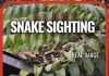 Gaboon viper β Highly Venomous Snake Reported in Santa Ana Gaboon viper