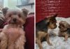 dog euthanized by mistake β Utah Family Heartbroken Over Vet Error dog euthanized by mistake