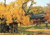Daegu fall travel spots — 3 Best Autumn Destinations in South Korea Daegu fall travel spots