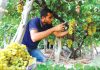 California wine grapes — 25% of Vineyards Ripped Out Amid Crisis California wine grapes