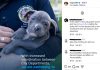 homeless pets Los Angeles — Protection or Abuse on Skid Row? homeless pets Los Angeles