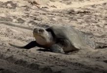 olive ridley sea turtle — Historic First Nesting Recorded in OC olive ridley sea turtle
