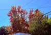 California fall foliage — 2026 Season Guide & Best Spots California fall foliage