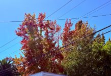 California fall foliage — 2026 Season Guide & Best Spots California fall foliage