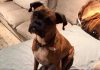 dog voter registration β California Pet Registered and Counted as Valid Vote dog voter registration