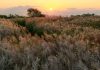 Haneul Park Silver Grass — Autumn’s Golden and Silver Masterpiece in Seoul Haneul Park silver grass