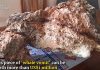 Ambergris β Beachgoer Discovers ‘Floating Gold’ Worth More Than Gold Ambergris