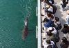 Bukang the shark — Night Patrols Formed to Protect Busan Shark from Tourists Bukang the shark
