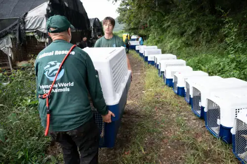 Korean dog meat farm rescue