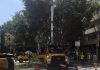 Koreatown trees β LA Trims Over 700 Trees in Koreatown After 13 Years Koreatown trees