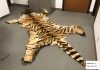 wildlife trafficking — Anaheim Couple Sentenced for Rhino Horn and Tiger Skin Smuggling wildlife trafficking