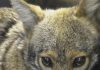 Coyote attack β 16-Month-Old Toddler Injured in LA Coyote attack