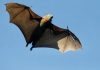 Rabies Bat Found in Long Beach β First Case Detected Since 2014 rabies bat