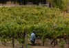 California Wine Bargains — $150 Napa Bottles Selling for Under $30 California wine bargains