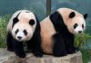 Twin Pandas β Rui Bao and Hui Bao Prepare for Move to China in December twin pandas