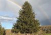 Rockefeller Center Christmas Tree — Norway Spruce Selected for 2026 Rockefeller Center Christmas Tree