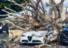 Hollywood fallen tree — Heavy rain causes tree to crush 2 parked cars Hollywood fallen tree